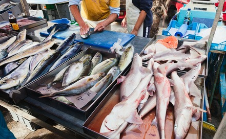 Raw fish on a market in Malta